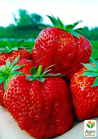 Клубника "Хуми Гранде" (Humi Grande) (средний срок созревания)