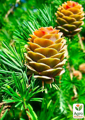 Лиственница Европейская на штамбе "Larix Pendula" С2, высота 60-70см - фото 4