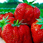 Клубника "Хуми Гранде" (Humi Grande) (средний срок созревания)