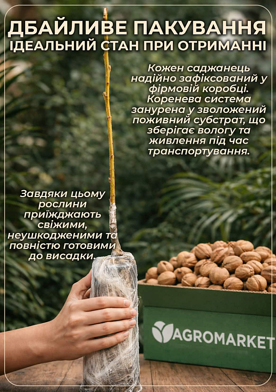 Эксклюзив! Грецкий орех "Джекпот" (Jackpot) (премиальный высокоурожайный сорт) - фото 3
