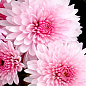 Хризантема корейская "Нежно-розовая" (укорененный черенок высота 5-10 см) 