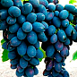 Виноград "Кодрянка" (ранний срок созревания) купить
