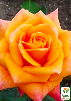 Троянда чайно-гібридна "Miracle" (саджанець класу АА +) вищий сорт3
