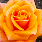 Троянда чайно-гібридна "Miracle" (саджанець класу АА +) вищий сорт