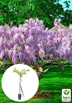 Гліцинія 3-х річна японська "Іссаї" (Wisteria chinensis Issai) С2, висота саджанця 60-100см2