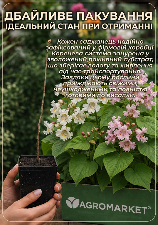 Катальпа бігнонієподібна (Catalpa bignonioides), С3 висота 40-60см