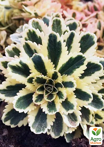 Очиток такесимский "Atlantis"