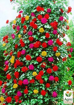 Троянда плетиста, комплект з 3-х сортів "пестроцвітних" (Variegated), 3шт саджанців1