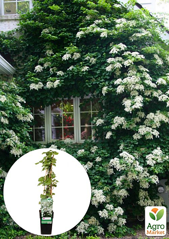 Гортензія кучерява ліана "Petiolaris" висота 50-60см