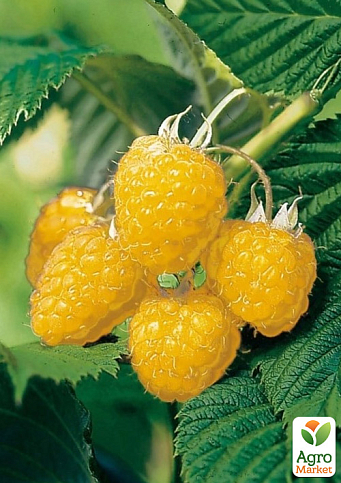 LMTD Малина "Fall Gold" (сортова, укорінена) висота 50-70см - фото 3