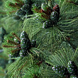 Сосна Кедрова стланикова (Pinus pumila)
