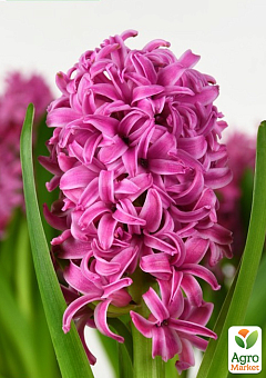 Гіацинт "Pink Pearl"2