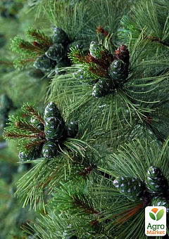 Сосна Кедрова стланикова (Pinus pumila) 1 саджанець в упаковці