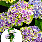 LMTD Гортензия крупнолистная цветущая 4-х летняя "Magical Jewel" (40-60см)