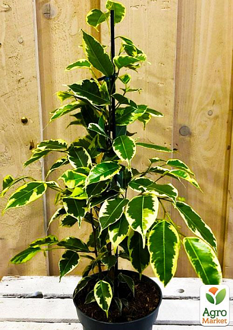 Фикус Бенджамина вариегатный "Саманта" (Ficus benjamina Samantha) вазон Р9 - фото 4