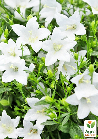 Кампанула квітуча "Isophylla Atlanta White" (Нідерланди) - фото 2