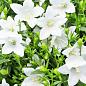 Кампанула квітуча "Isophylla Atlanta White" (Нідерланди) купить