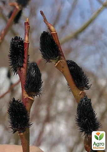 Ива тонкостолбиковая черная "Меланостахис" (Salix gracilistyla "Melanostachys") - фото 3