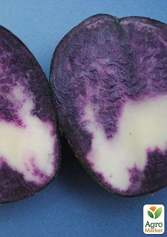 Насіннєва картопля фіолетова "Павич" (1 репродукція) 1кг - фото 3