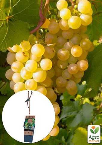 LMTD Виноград "Bianca" (сортовой, укорененный)