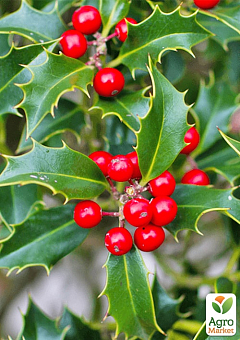 Падуб остролистный (Ilex aquifolium) вазон Р916