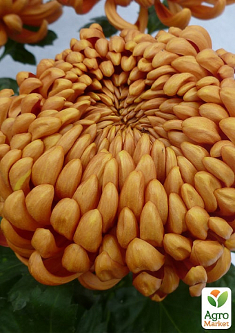 Хризантема крупноцветковая "Jokapi Dore" (вазон С1 высота 20-30см) - фото 2