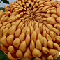 Хризантема крупноцветковая "Jokapi Dore" (вазон С1 высота 20-30см) купить
