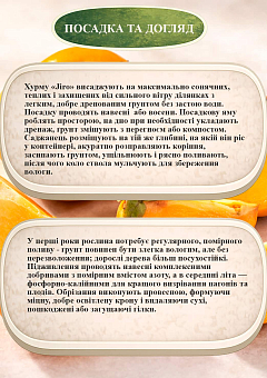 Ексклюзив! Хурма на віргінському морозостійкому підщепі "Jiro" вищий сорт!24