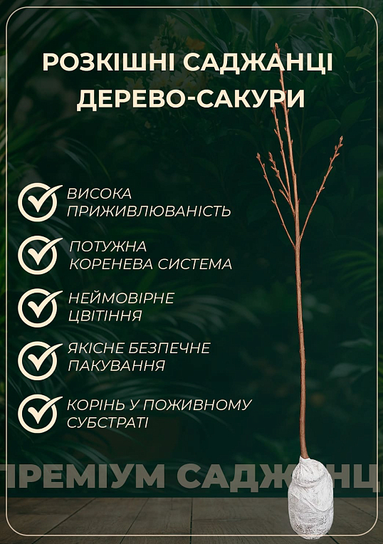 Сакура краснолистная "Роял Бургунди" (Royal Вurgundy) высота 100см - фото 2