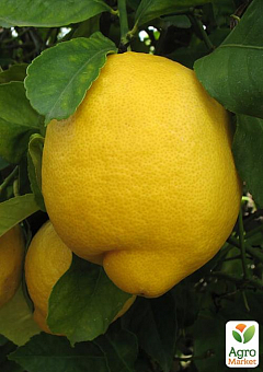 Лимон "Лисбон"6
