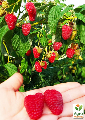 Малина ремонтантна «Маргарита» (великоплідна, рання, транспортабельна сорт)