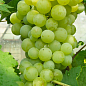 Виноград "Цветочный" (винный сорт, поздний срок созревания,неповторимый мускатный привкус)
