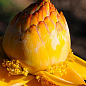 Золотой банановый лотос (Musella `Lasiocarpa`) купить