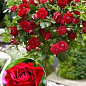 Роза штамбовая Спрей "Kapelka" (саженец класса АА+) высший сорт
