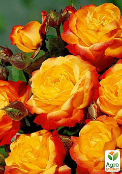 Роза мелкоцветковая (спрей) "Литл Сенсейшн" (саженец класса АА+) высший сорт1