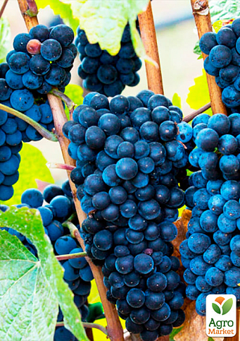 Виноград "Каберне" (винный сорт, поздний срок созревания, один из самых популярных темных сортов) - фото 2