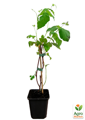 LMTD Малина "Malling Promise" (сортовая, укорененная) - фото 2