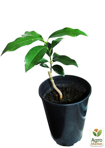 Кинкан (кумкват) - фото 5