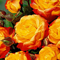Роза мелкоцветковая (спрей) "Литл Сенсейшн" (саженец класса АА+) высший сорт