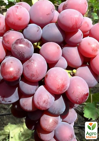 Виноград "Фаэтон" (сочная, плотная мякоть, крупная гроздь 800-1200 гр) - фото 2