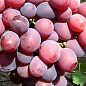 Виноград "Фаэтон" (сочная, плотная мякоть, крупная гроздь 800-1200 гр) купить