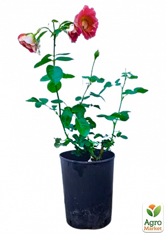 Троянда в контейнері плетиста "Meilland Decor Arlequin" (саджанець класу АА+) - фото 3