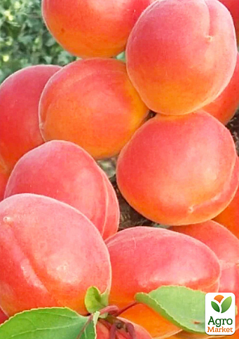 Абрикос "Фарбелі" (літній сорт, пізній термін дозрівання)