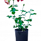 Троянда в контейнері плетиста "Meilland Decor Arlequin" (саджанець класу АА+) цена