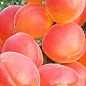 Абрикос "Фарбелі" (літній сорт, пізній термін дозрівання)