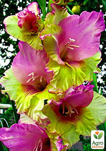 Гладіолус "Mon Amour" 3шт - фото 5