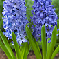 Гіацинт "Aqua"
