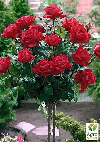 Роза штамбова "Rebell" (саджанець класу АА +) вищий сорт