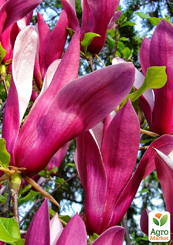 Магнолия гибридная "Susan"