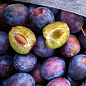 Слива "Анна Шпет" (осенний сорт, поздний срок созревания)